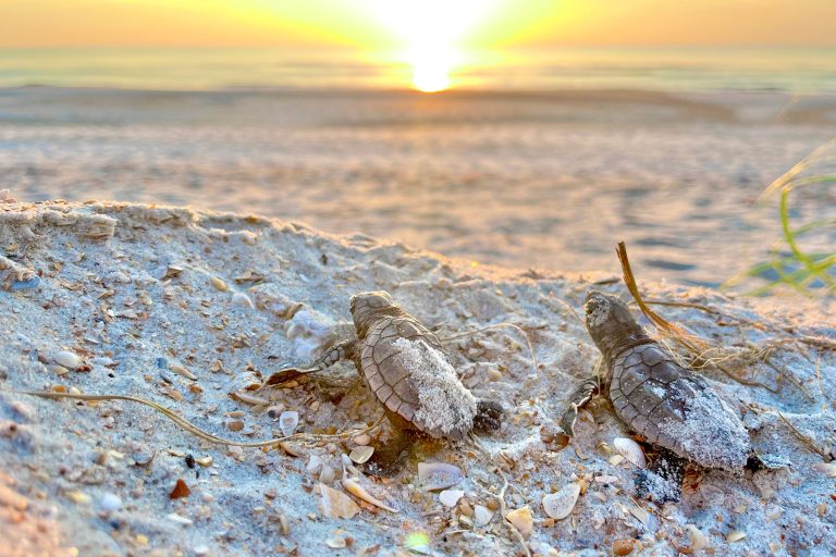 Newly hatched Loggerheads