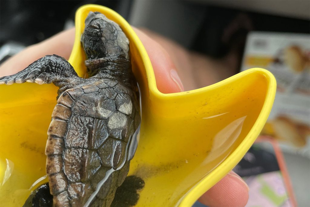 Olivia holding rescued Loggerhead hatchling, Squirt.