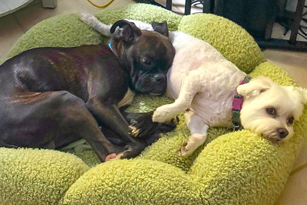 Newly adopted Charlie wth his Maltese sister Astrid.