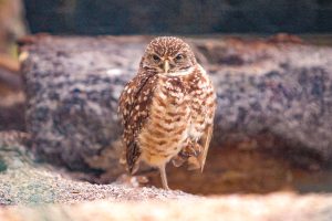 A burrowing owl on vacant land. | Photo: UFIFAS Cat Wofford