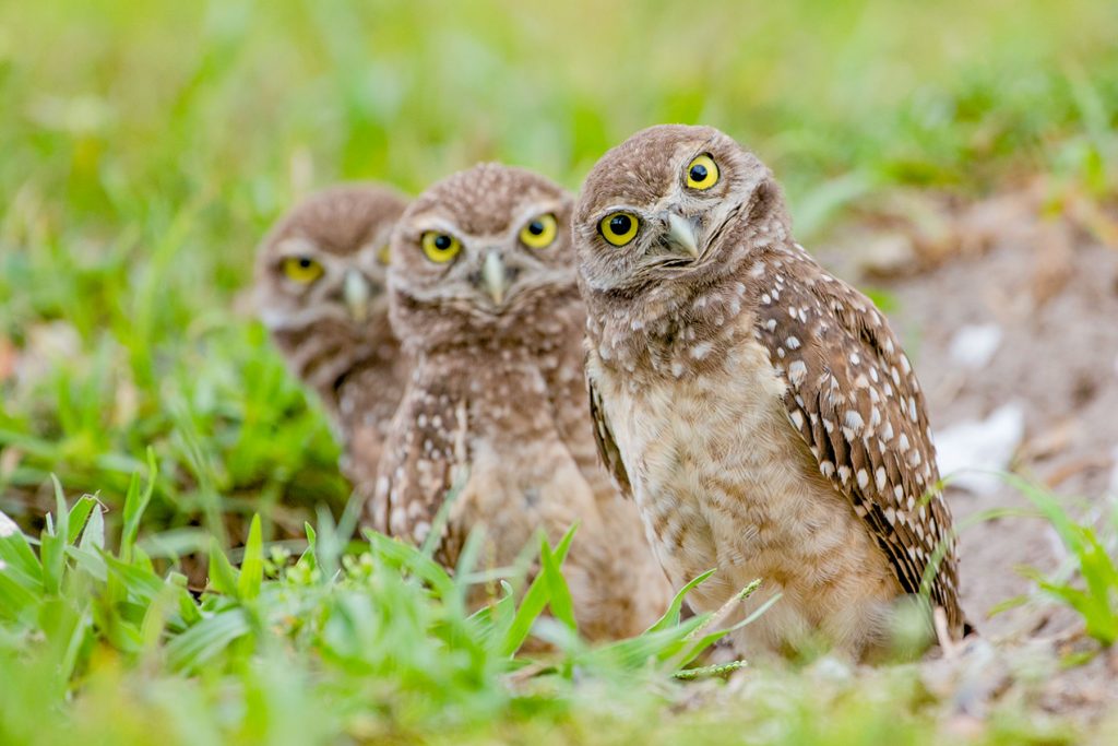 Burrowing owl displaying a characteristic head tilt. | Photo: Brittany Mason