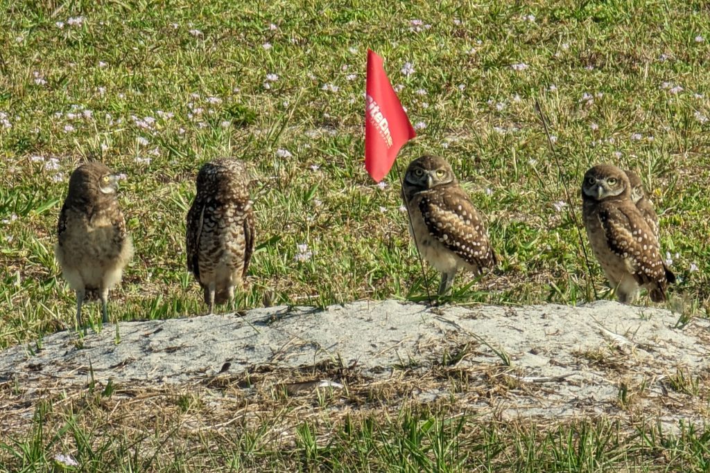These adults have returned to nest at the outskirts of a golf course Broward County. | Photo: Lourdes Mederos