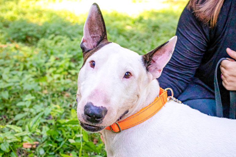Trooper was abandoned outdoors during Hurricane Milton. He is the namesake for Trooper’s Law, which increases penalties for pet abandonment during a disaster: hurricanes, floods or evacuation.