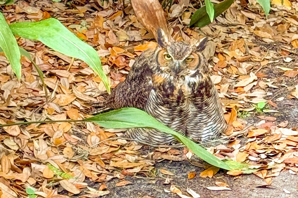 A great horned owl is discovered a couple blocks over exhibiting similar neurological symptoms.
