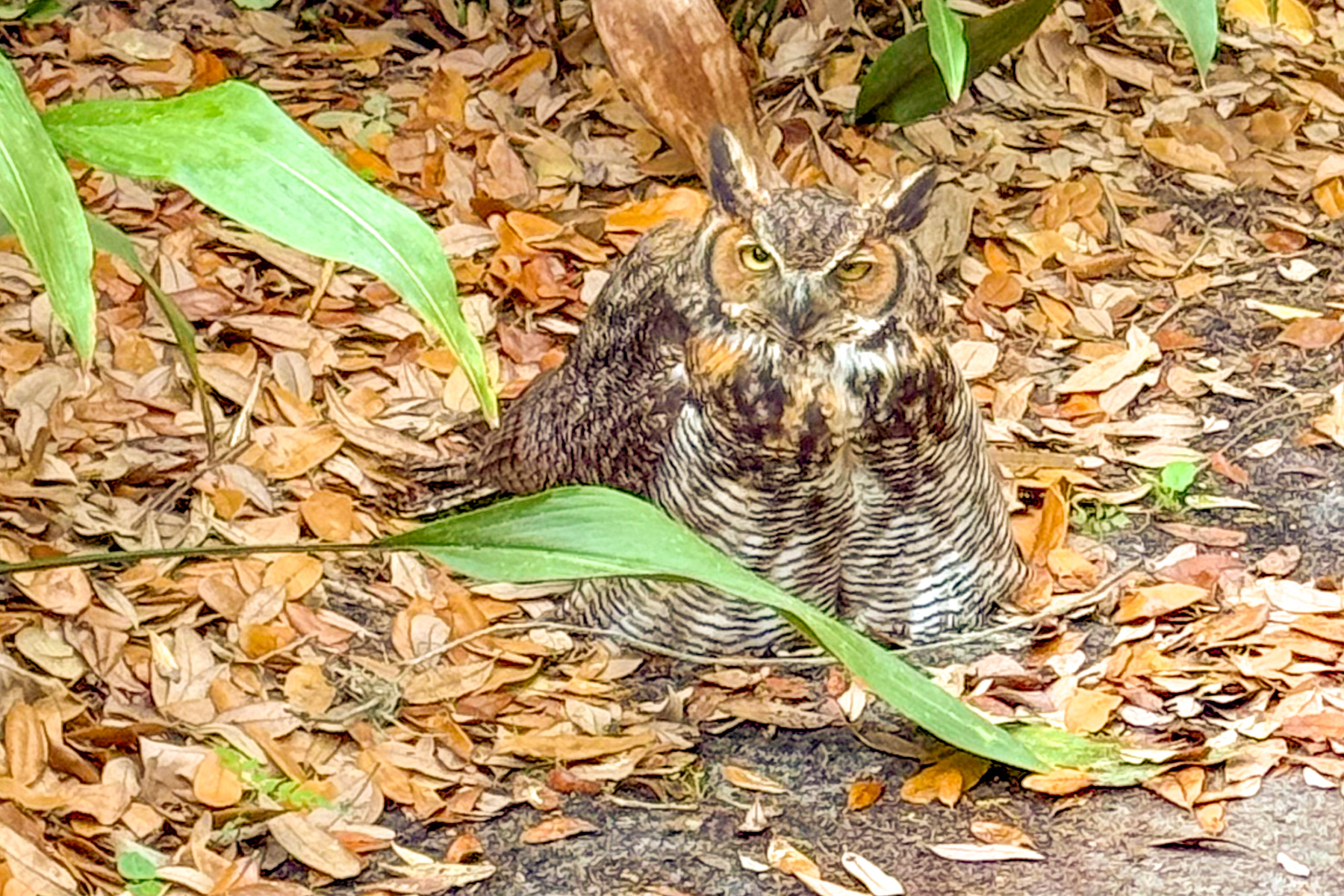 A great horned owl is discovered a couple blocks over exhibiting similar neurological symptoms.