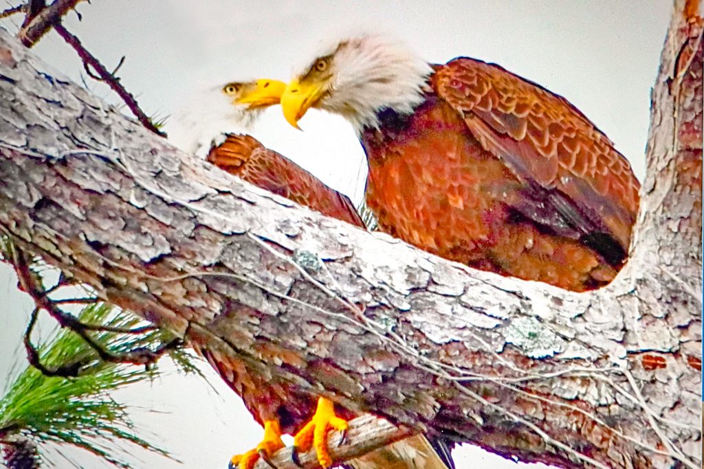 Volunteers observing the mated eagle pair in Yerkes Park have named them Honor and Spirit. | Photo: Joe Doherty