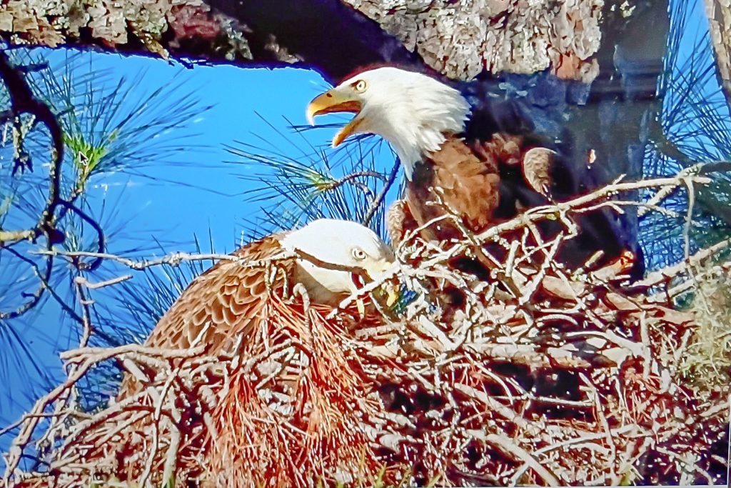With the death of Honor and these two eaglets, Spirit has lost a mate and offspring in back-to-back mating seasons. | Photo: Joe Doherty